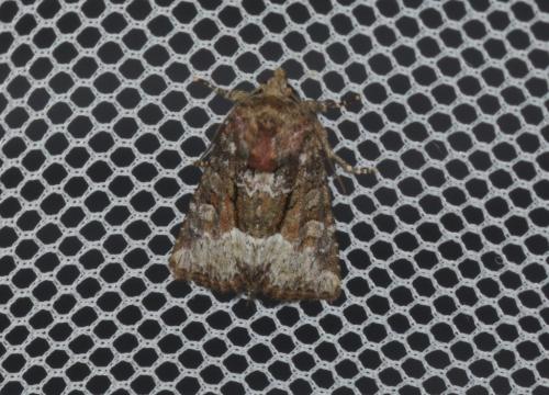 Réf. 283 396 : Oligia sp.